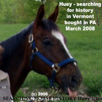 SEARCHING HORSE HISTORY Huey (came with this name), Near Springfield, VT, 05156
